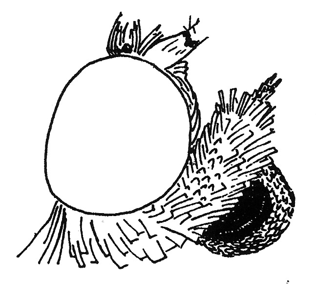 Head of Pleuroptya ruralis (Pyralidae).